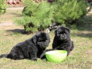 Превью фото № 205651