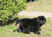 Превью фото № 205656