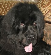 Превью фото № 205662