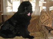 Превью фото № 205663