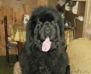 Превью фото № 205665