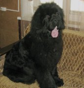 Превью фото № 205666