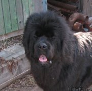 Превью фото № 205668