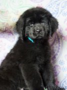 Превью фото № 205681