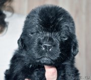 Превью фото № 205734