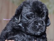 Превью фото № 205735