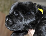 Превью фото № 205736