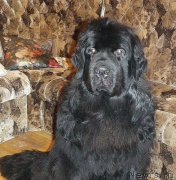 Превью фото № 205756