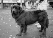 Превью фото № 205777