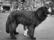 Превью фото № 205785