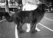 Превью фото № 205786