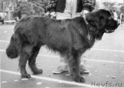 Превью фото № 205789