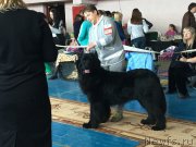 Превью фото № 205799