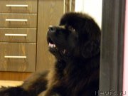 Превью фото № 205818