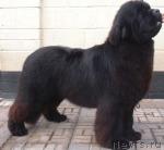 Превью фото № 20585