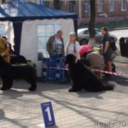 Превью фото № 205855