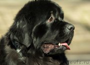 Превью фото № 205860