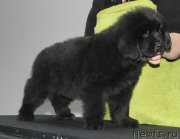 Превью фото № 205887