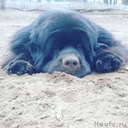 Превью фото № 205889