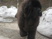 Превью фото № 205934