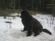 Превью фото № 205936