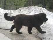 Превью фото № 205938