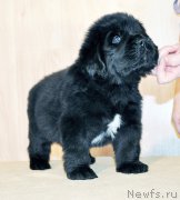 Превью фото № 206006