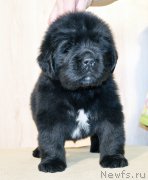 Превью фото № 206007