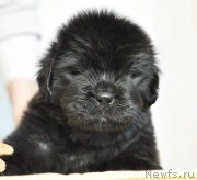 Превью фото № 206009