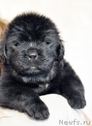 Превью фото № 206010