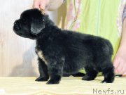 Превью фото № 206022