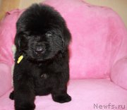 Превью фото № 206023