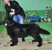 Превью фото № 206079