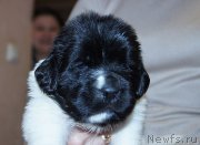 Превью фото № 206192