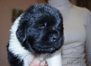 Превью фото № 206194