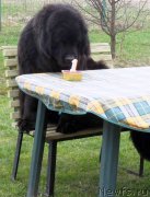 Превью фото № 206200