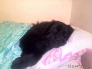 Превью фото № 206224