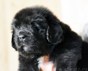 Превью фото № 206247