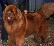 Превью фото № 206284