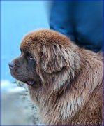 Превью фото № 206288