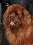 Превью фото № 206290