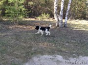 Превью фото № 206313