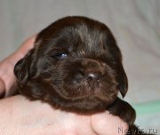 Превью фото № 206346