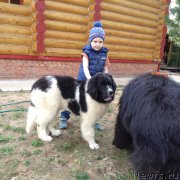 Превью фото № 206349