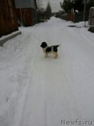 Превью фото № 206366