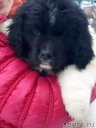 Превью фото № 206373