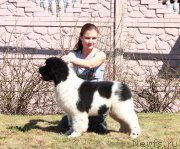 Превью фото № 206378