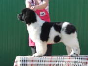 Превью фото № 206384