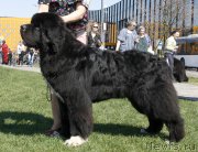 Превью фото № 206427