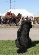 Превью фото № 206455